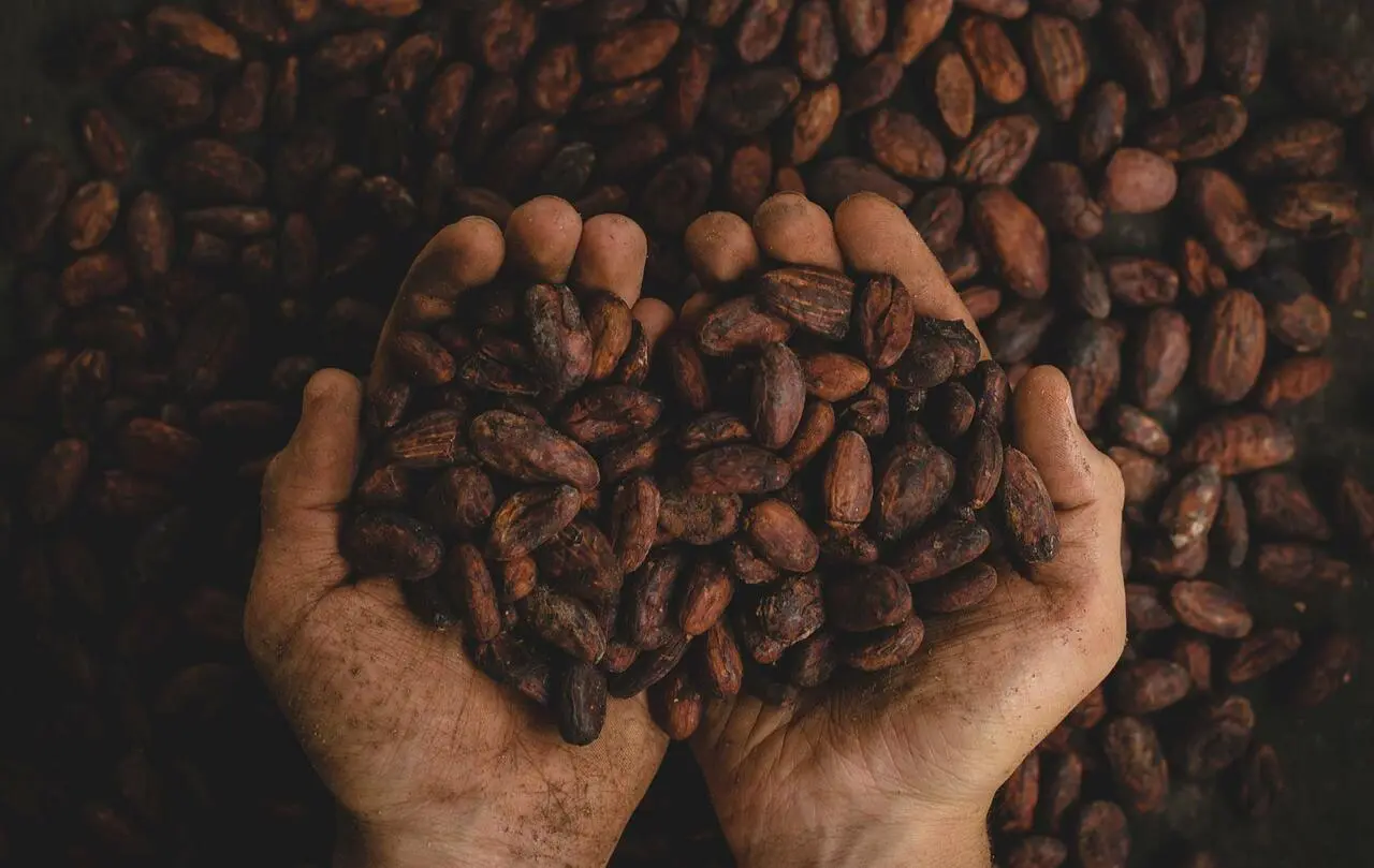 Cocoa Beans - Gozo.kitchen
