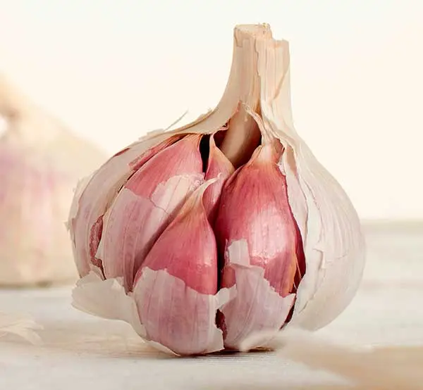 Fresh Garlic