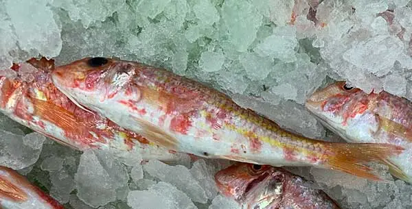 Red Mullet