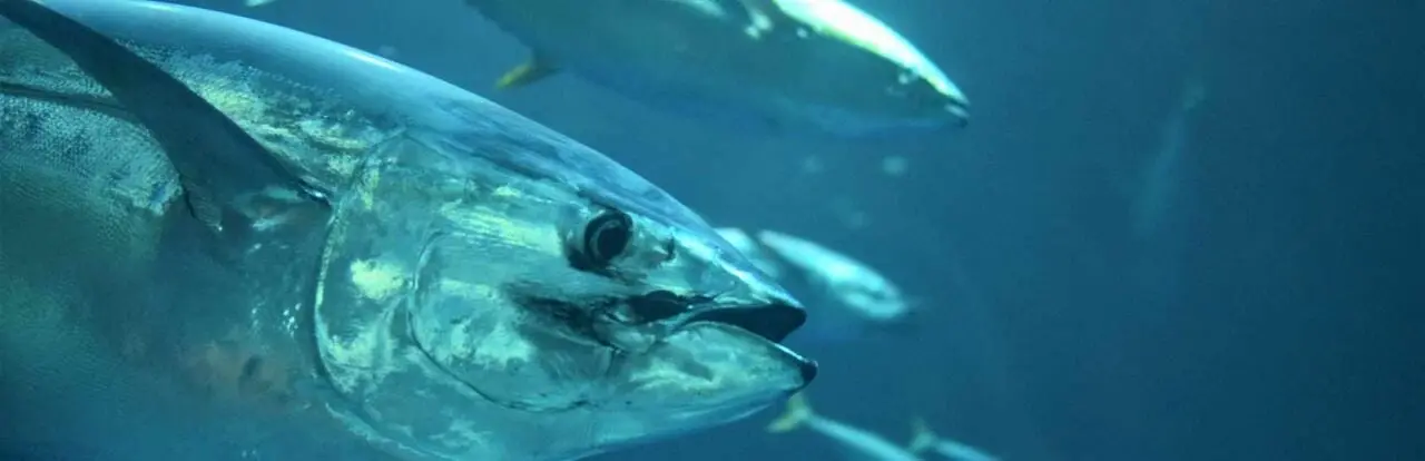 Bluefin Tuna:
