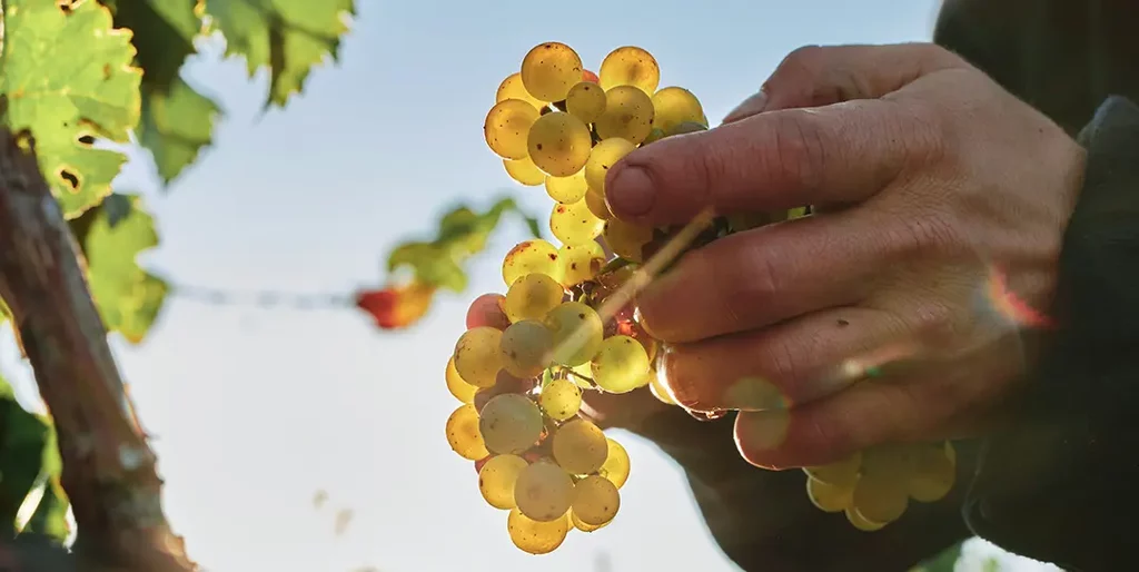 Hand holding grapes in a vineyard.