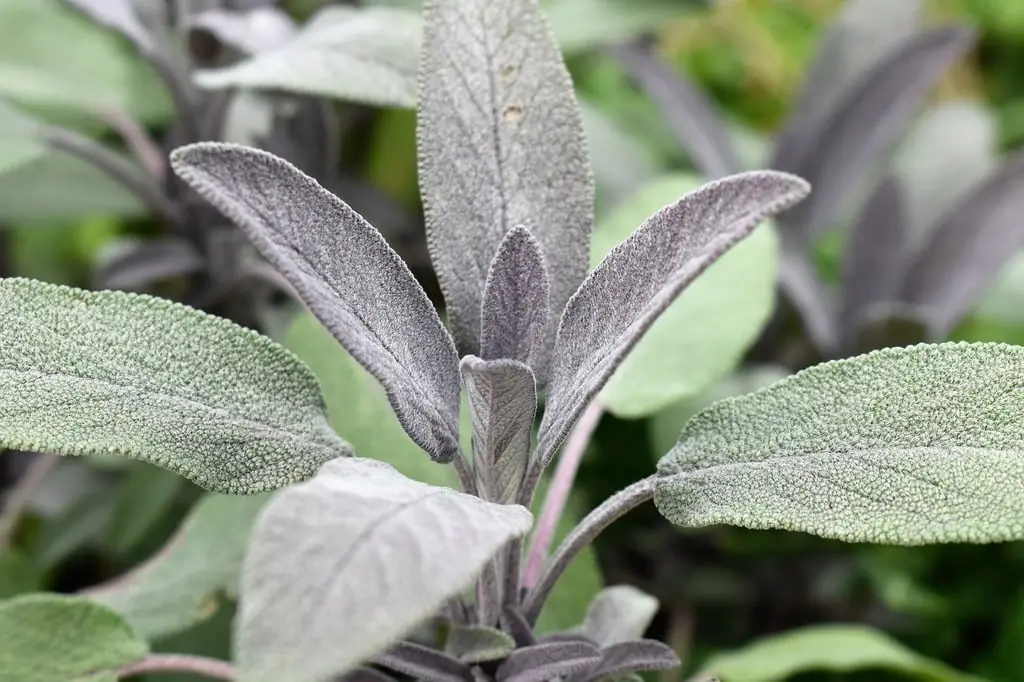 Close-up of sage plant leaves