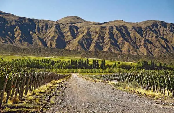 Rustic vineyard road leading to lush Mediterranean grapevines with majestic mountain backdrop, evoking calm and abundance.