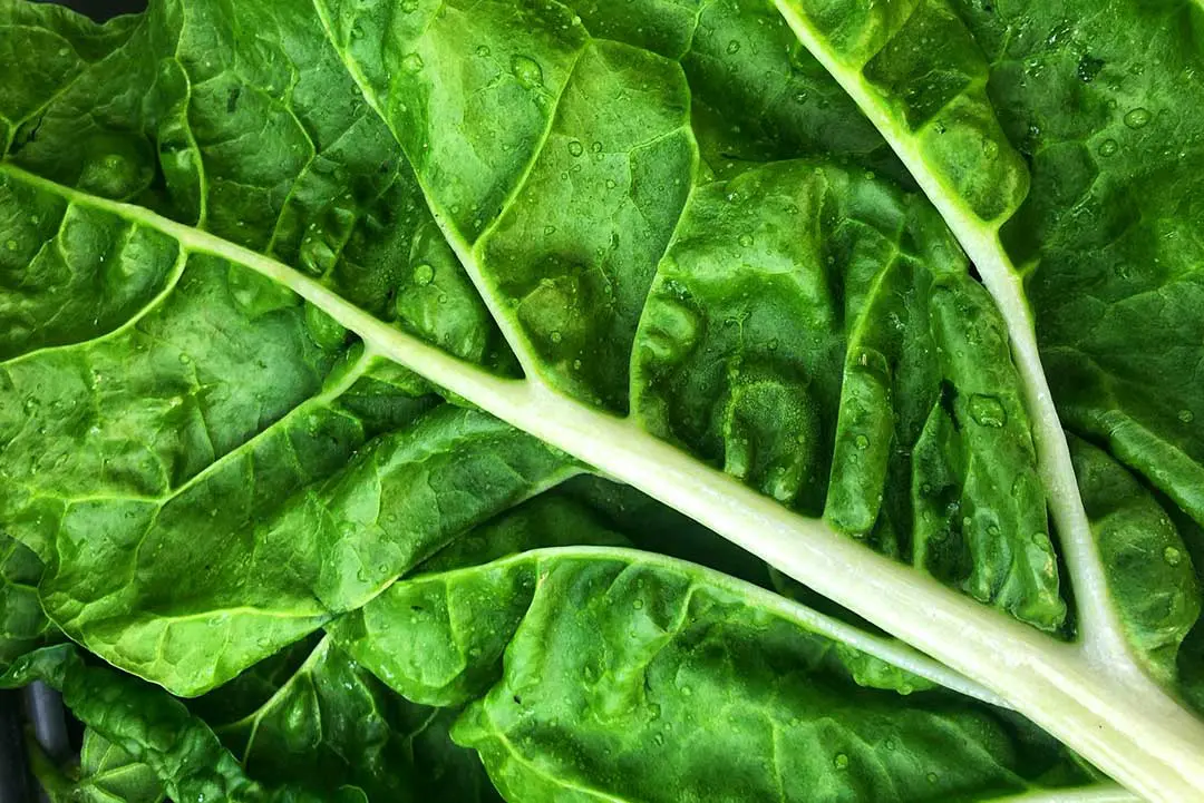 Green Leaf