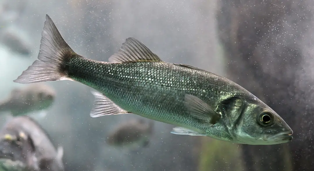 Atlantic seabass swimming in aquarium