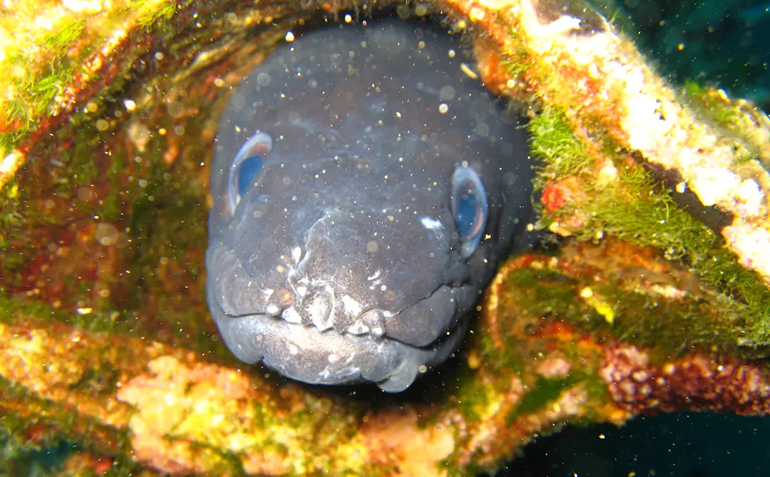 Conger eel hiding in coral reef