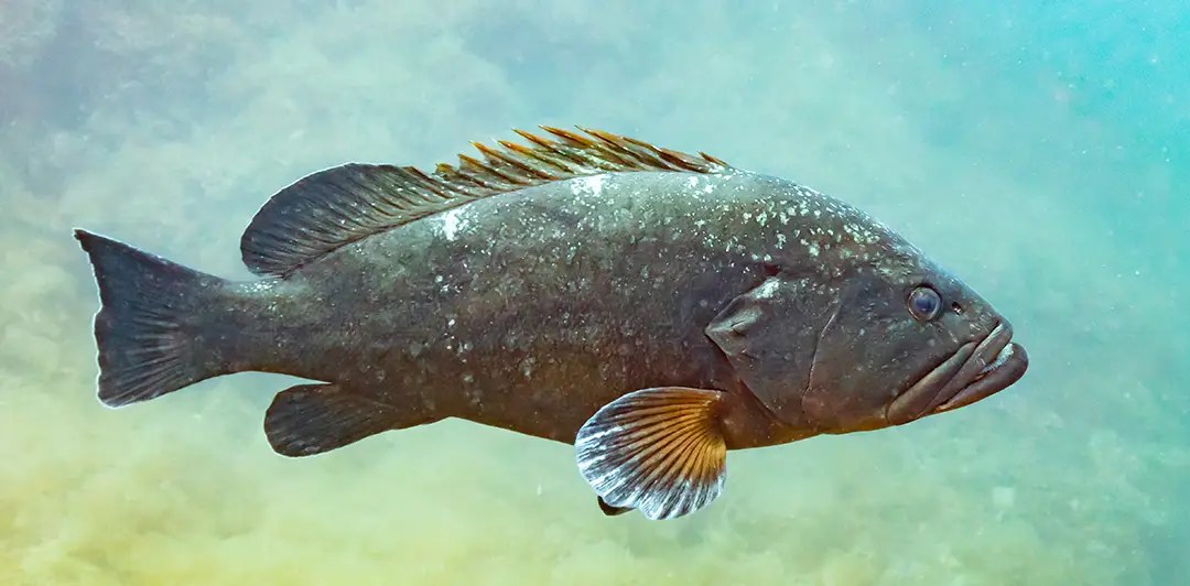 Large Grouper (Dusky Grouper) swimming underwater with dorsal fin.