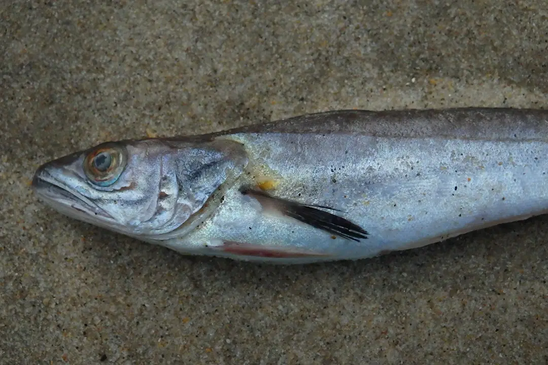 Close-up of a fish lying on sand.