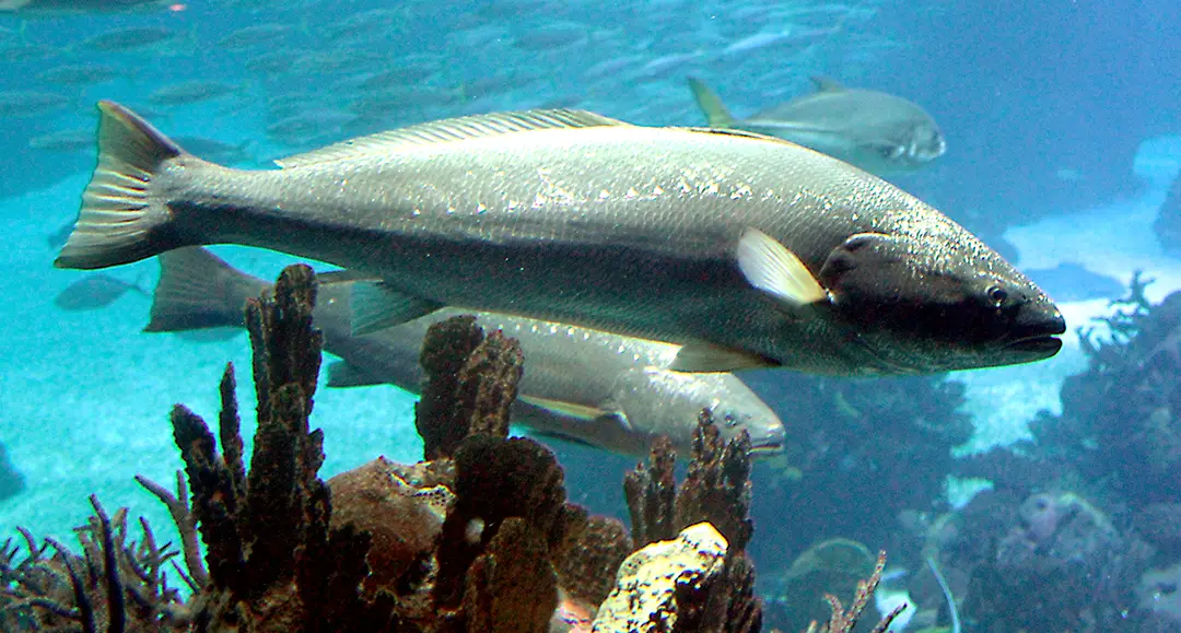 Large fish swimming in the ocean
