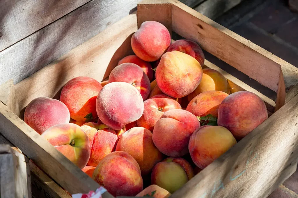 Crate of fresh peaches in sunlight
