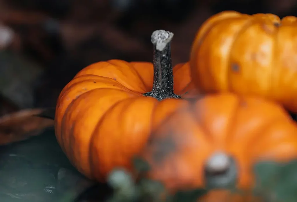Close-up of orange pumpkins in a field