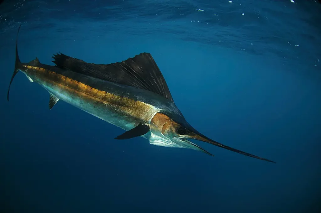 Underwater view of a swordfish swimming.