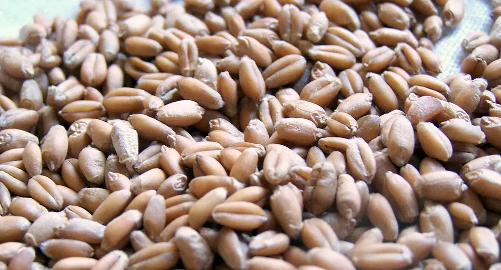 Close-up of wheat grains