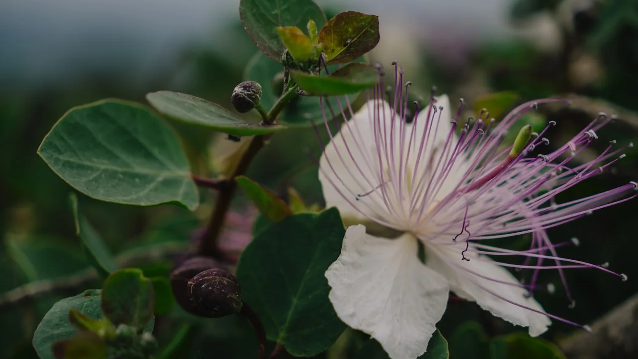 Close-up of caper flower with leaves