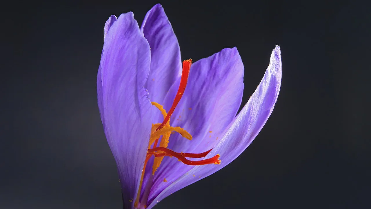 Close-up of a purple saffron flower