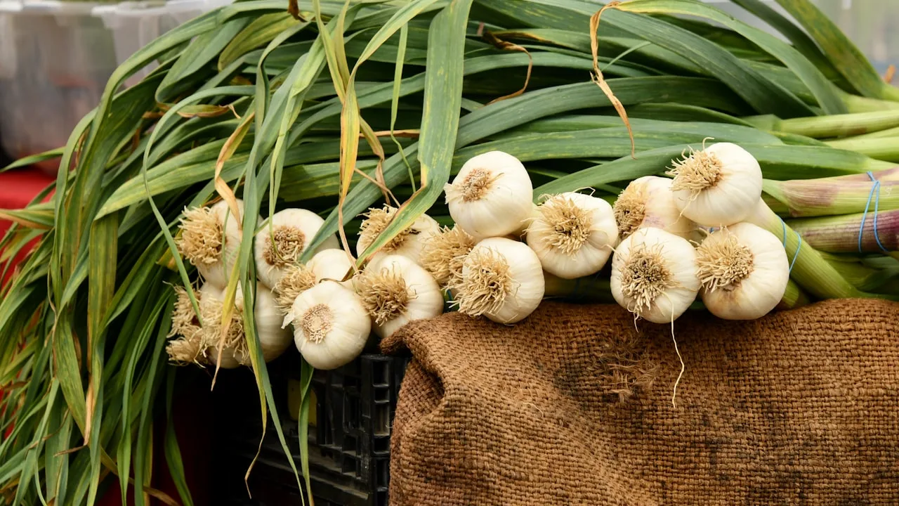 Fresh garlic bulbs with green stems