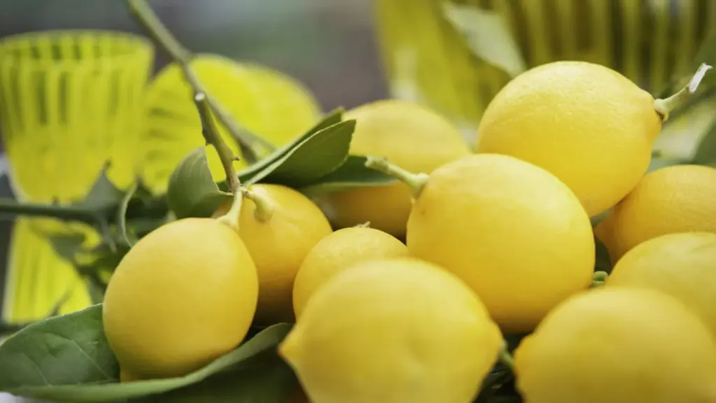 Fresh lemons on a branch