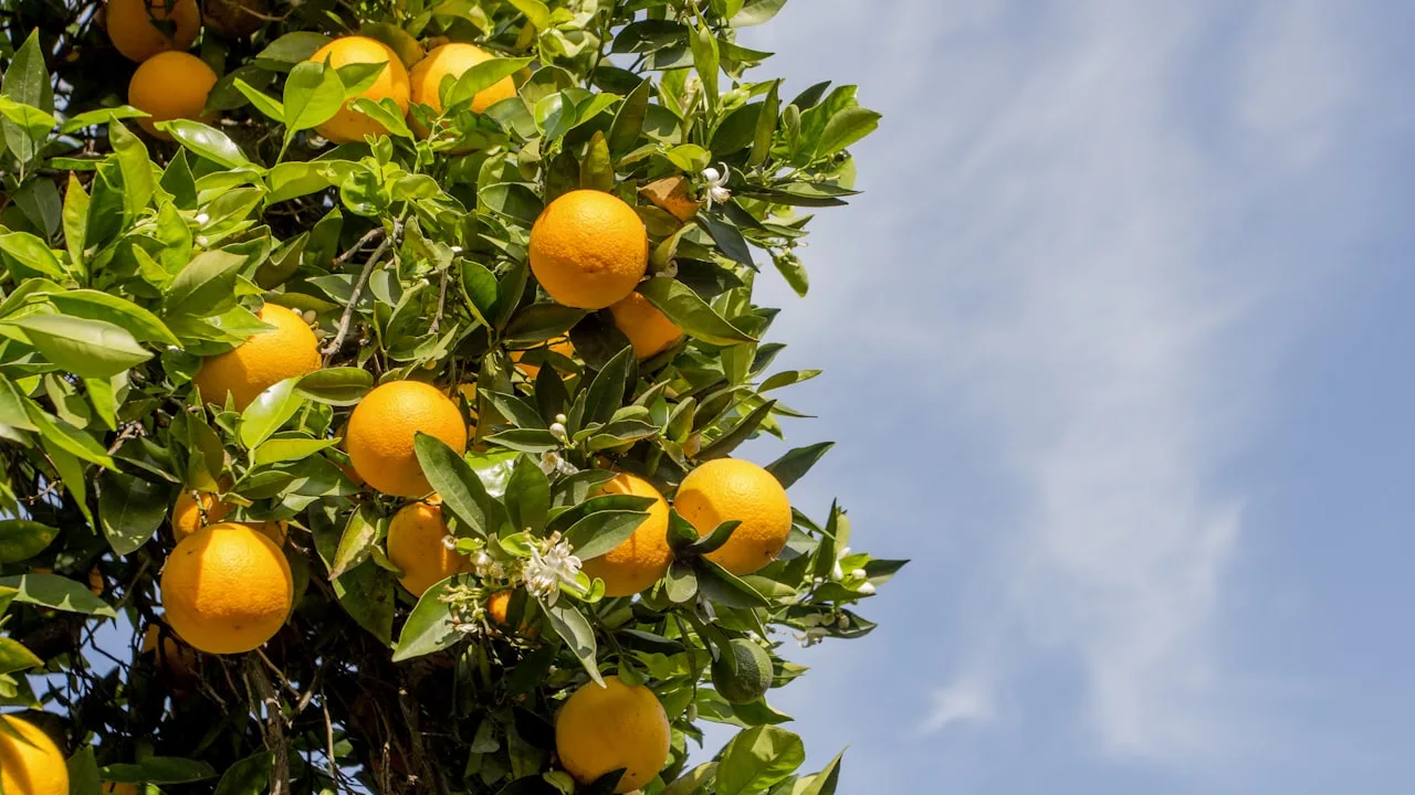 Orange tree with ripe fruits and blossoms