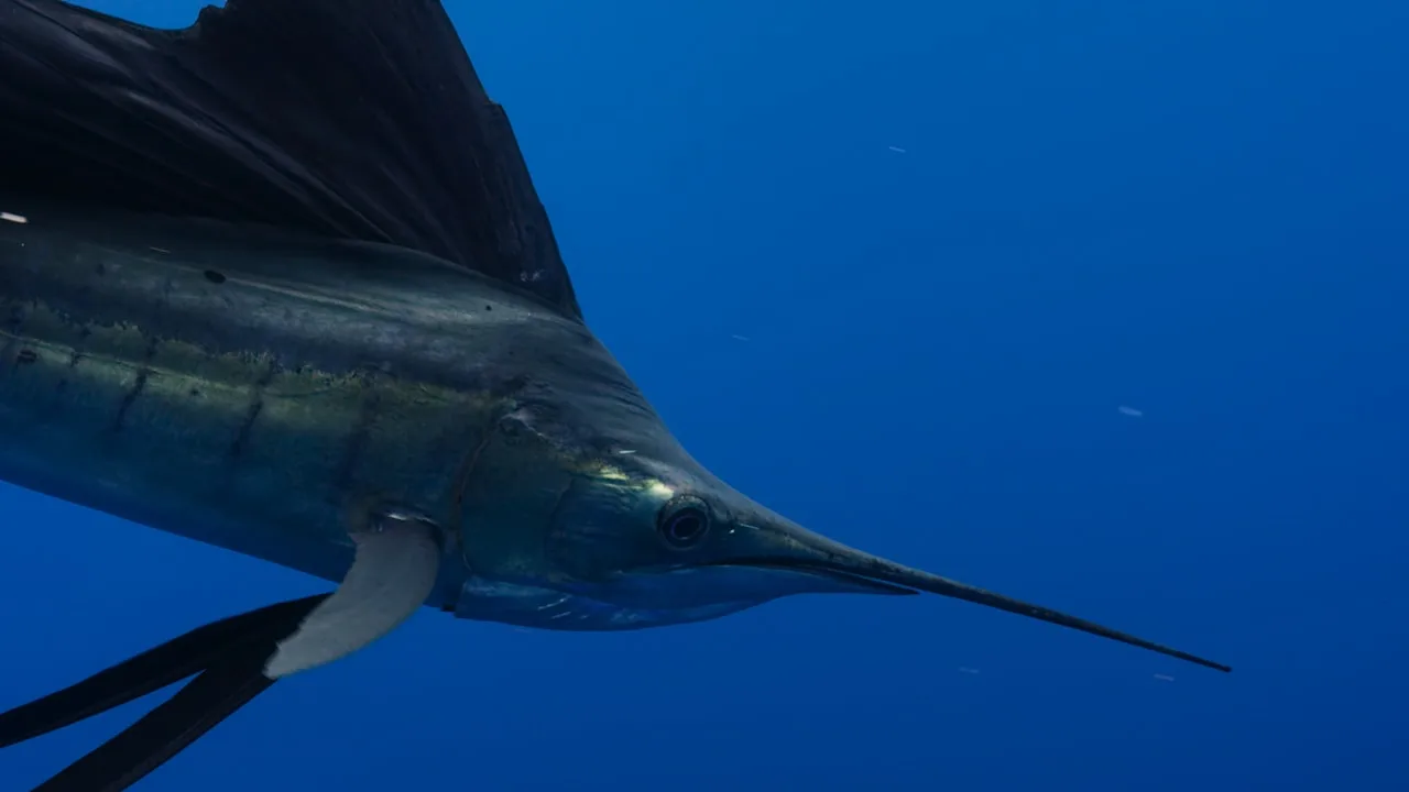 Close-up of sailfish swimming underwater