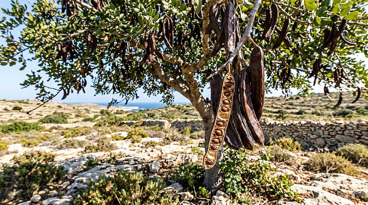 Carob tree with pods in a rocky landscape