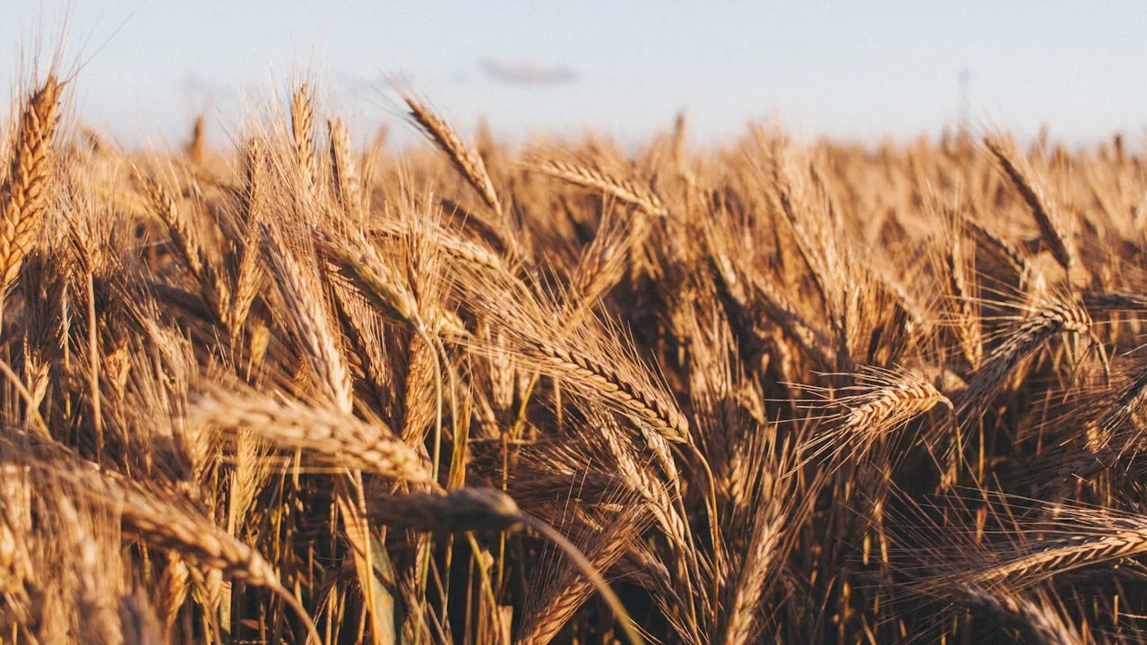 Close-up of golden wheat field under blue sky